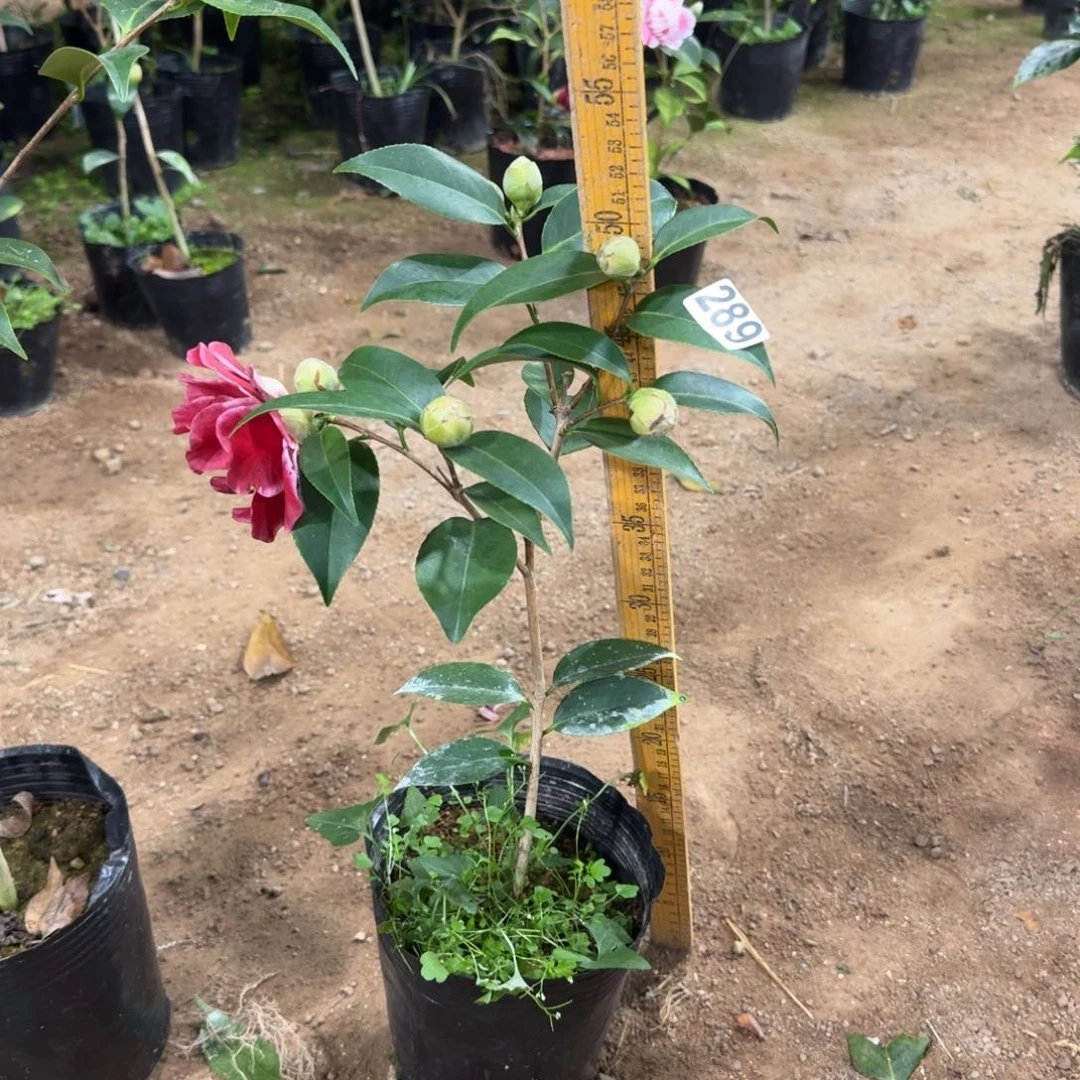 少量花朵（建议范围：2朵-5朵 或40%以下）289圣诞帽