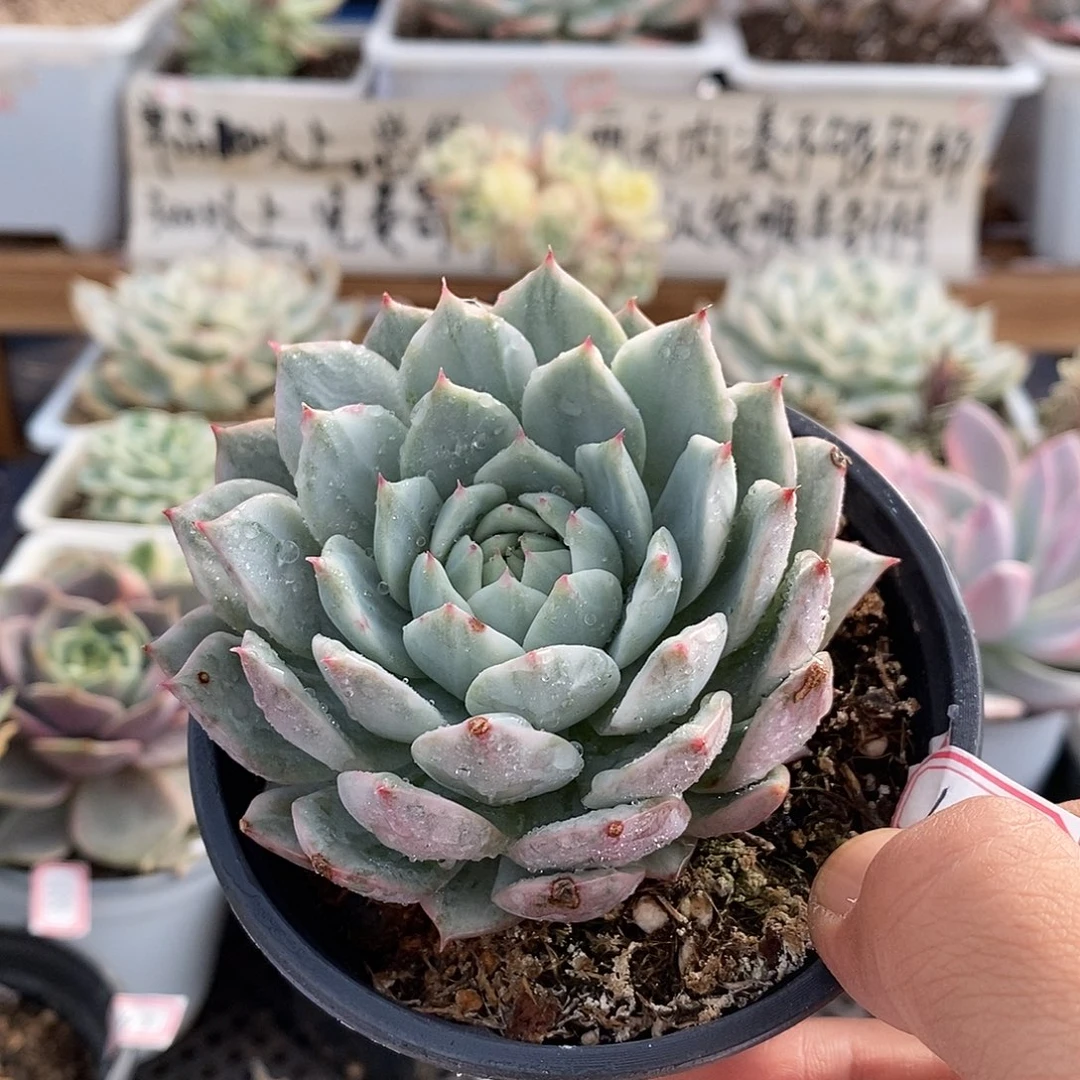 14149tp 锦多肉植物