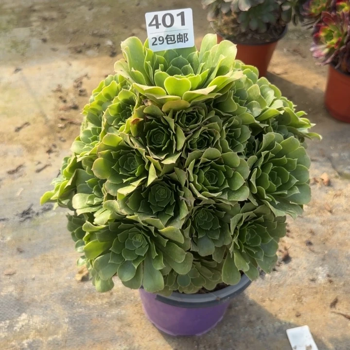 绿羊绒……多肉植物……