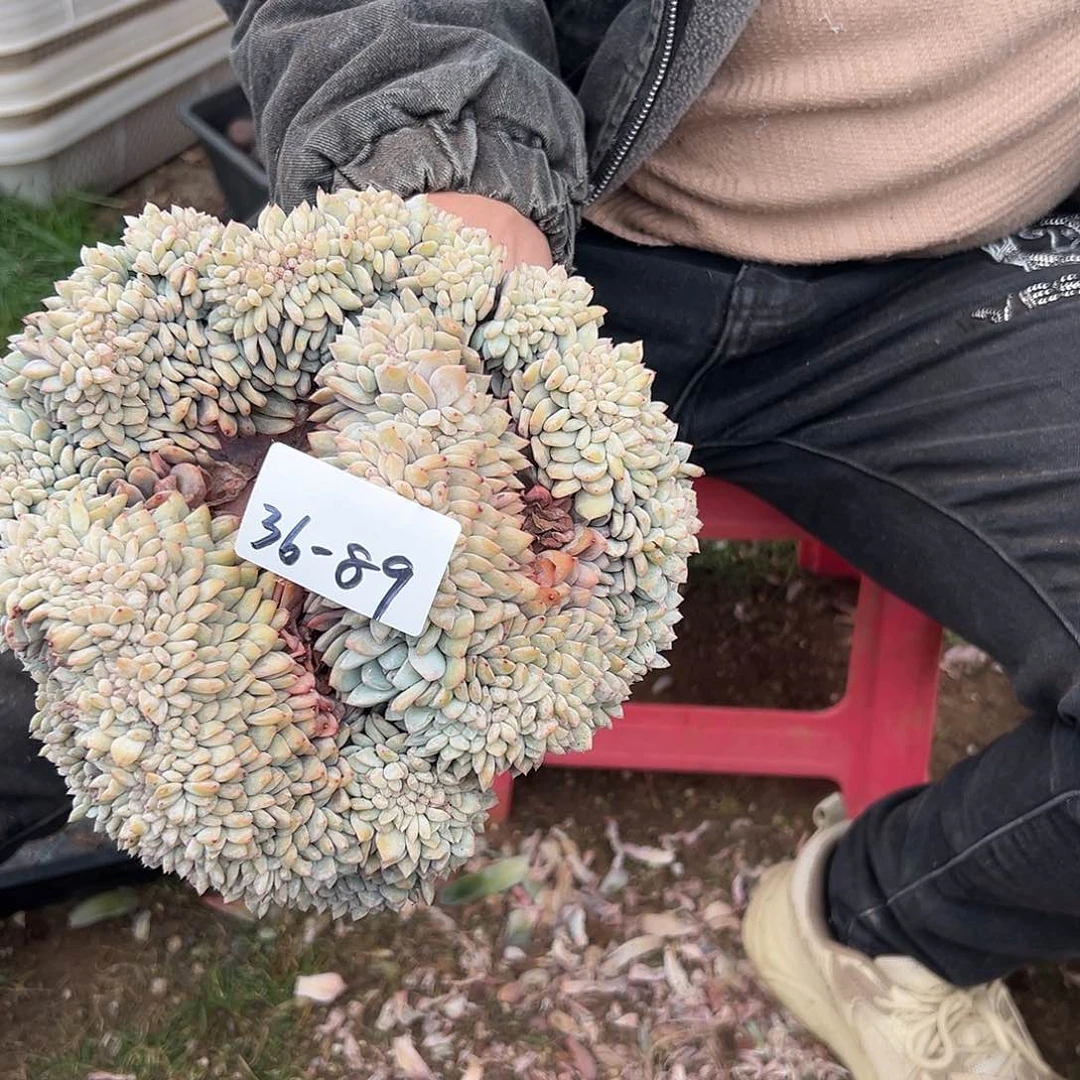 ?***e36-89橙子缀多肉发顺丰