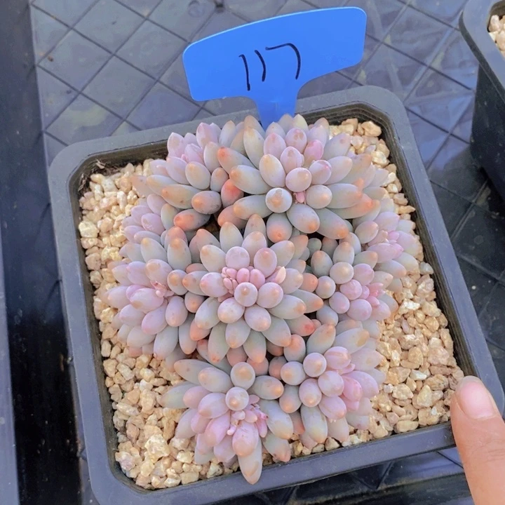 这个点在做一堆乱七八