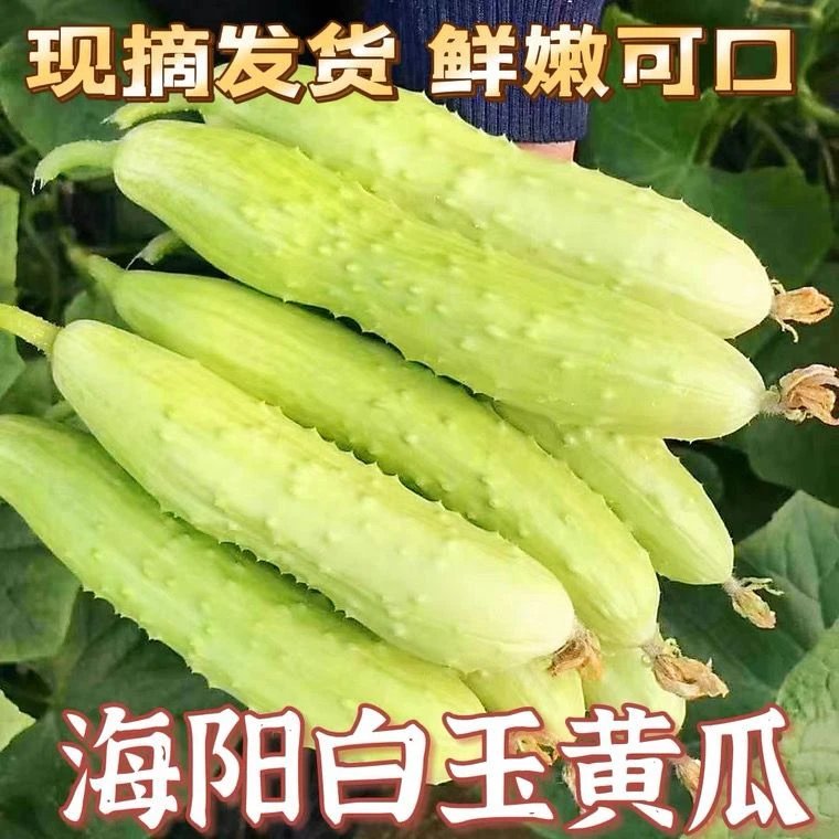 正宗海阳白玉黄瓜新鲜水果现摘生吃白黄瓜当季脆嫩小黄瓜青瓜