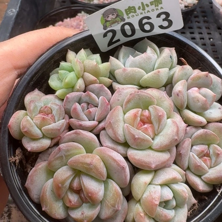 安****无花朵多肉植物多肉植物
