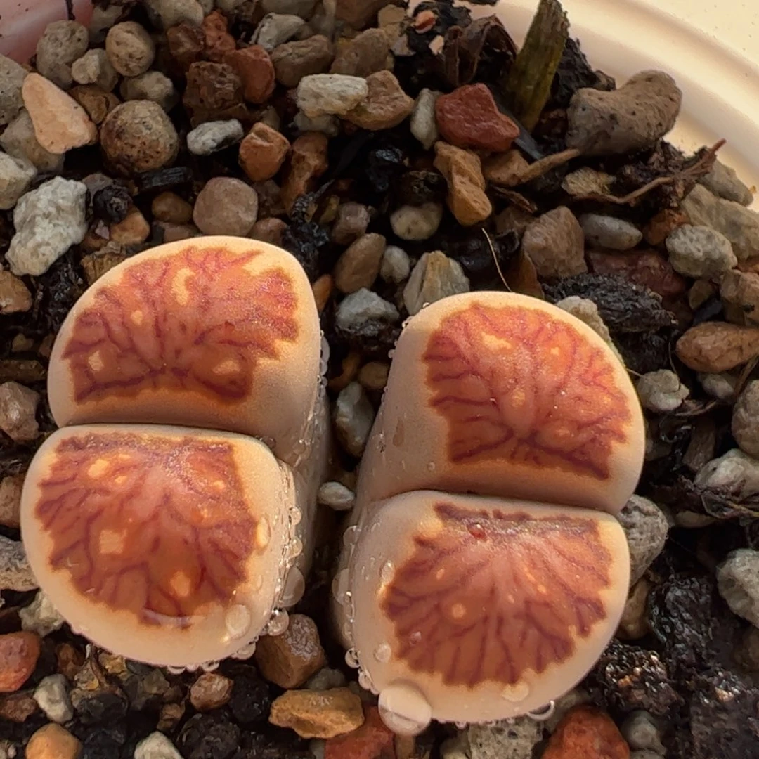 红窗菊多肉植物百科