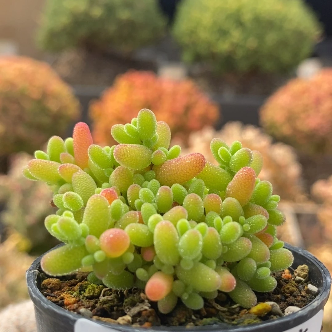 蜜橘糖球8301枝干番杏