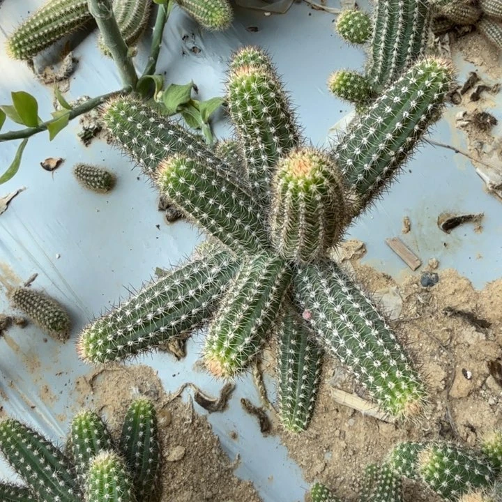 白檀仙人掌457侧芽一个