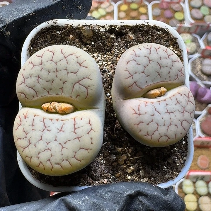 生石花3:：：：。  62号