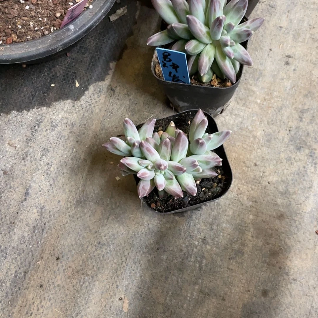 多肉植物等植物资源丰富