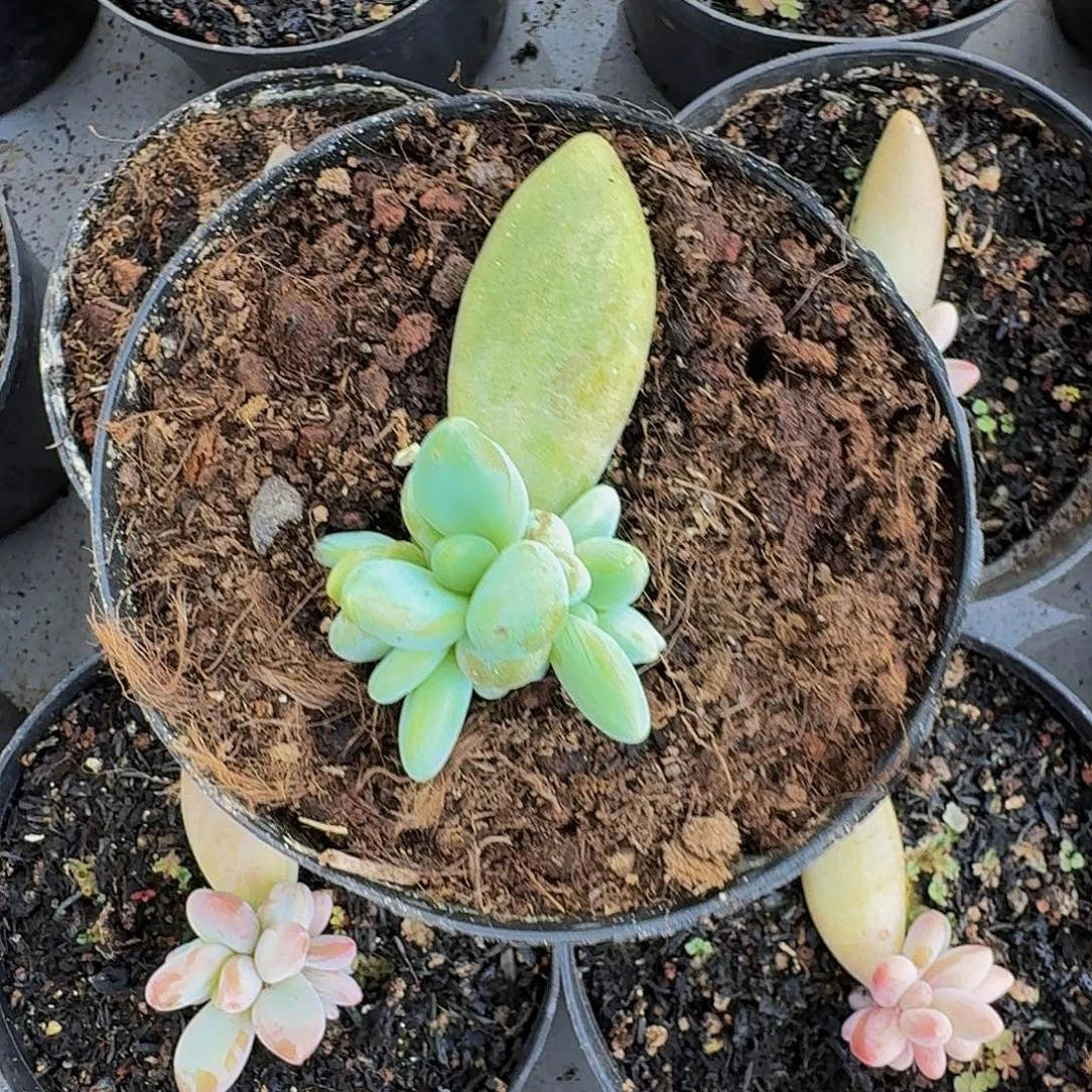 企鹅 叶插 一物一拍