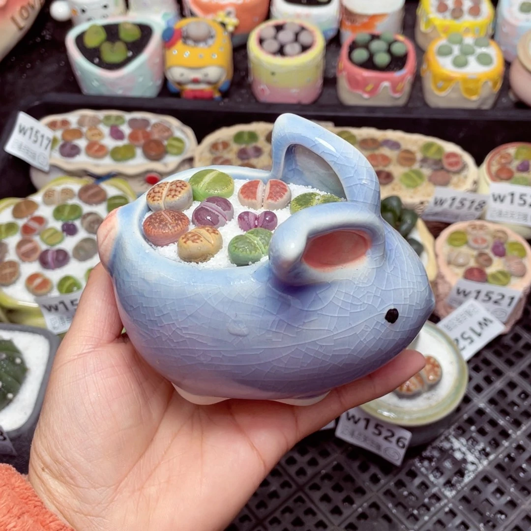 w1527 -零下地区拍保温箱-15支持寄养