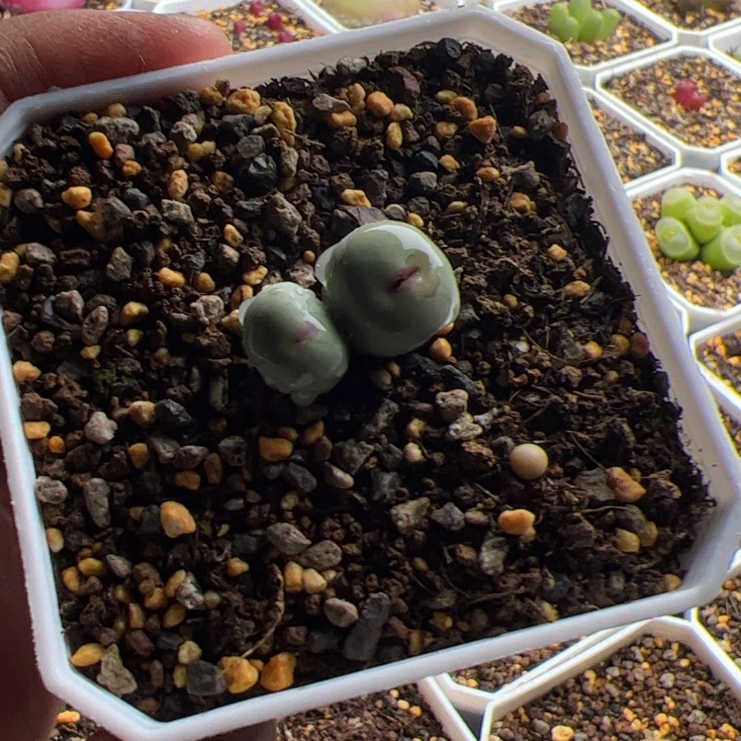 11.27P嘴多肉植物81