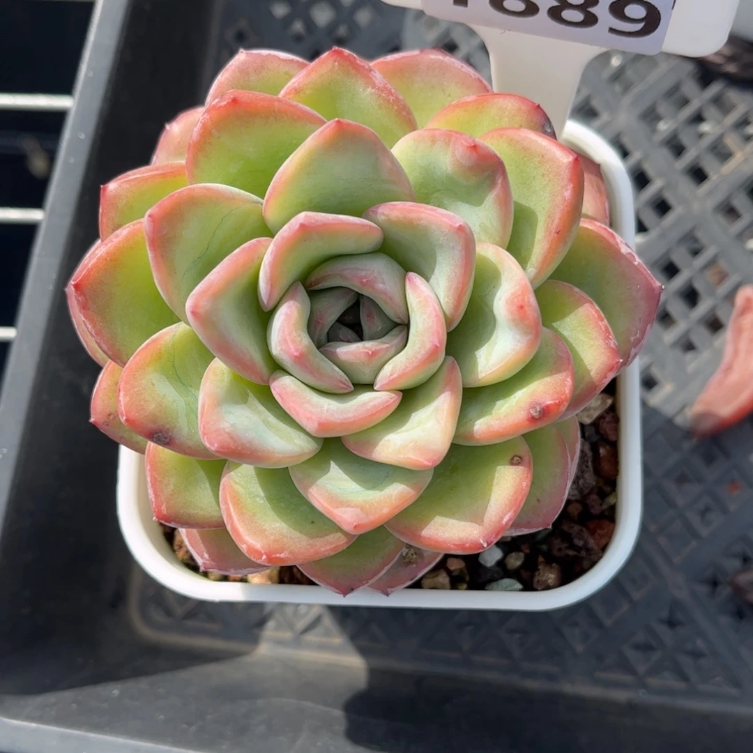 虎***妈多肉植物1889泡芙