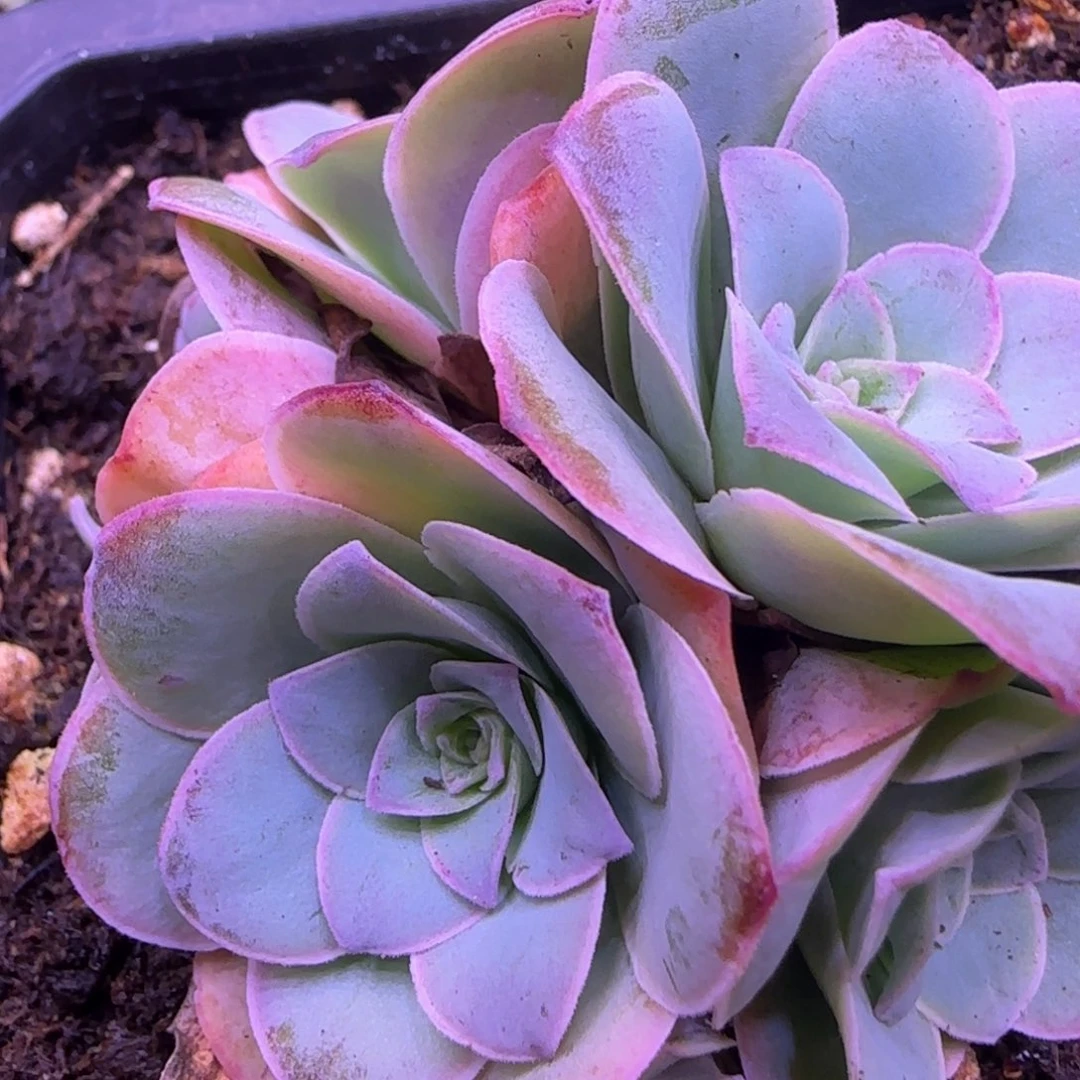花球5厘米玫瑰12427676.6