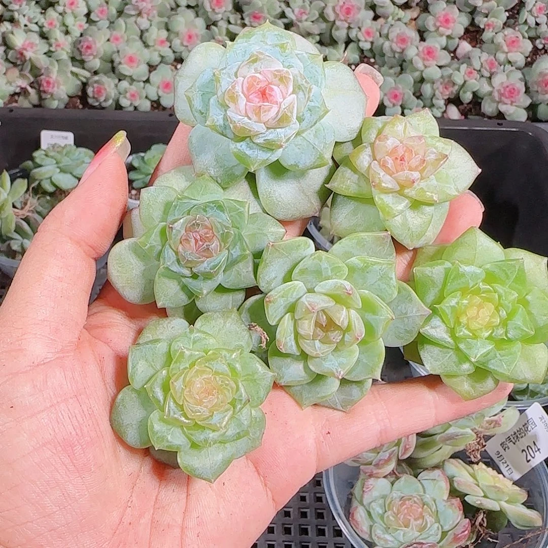 0921---206糖心珍妮