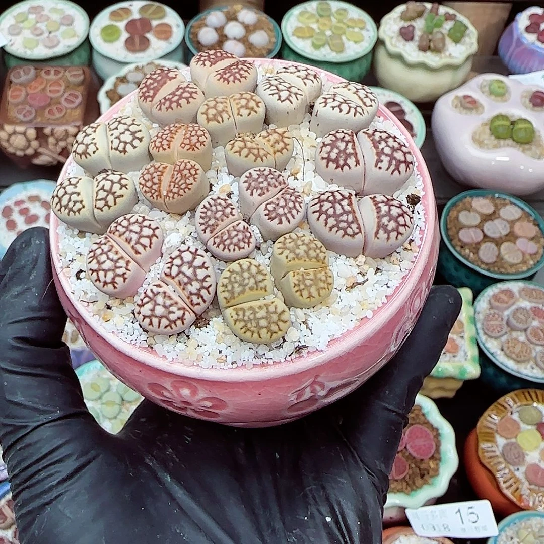 通***帅生石花满18包邮0918-18