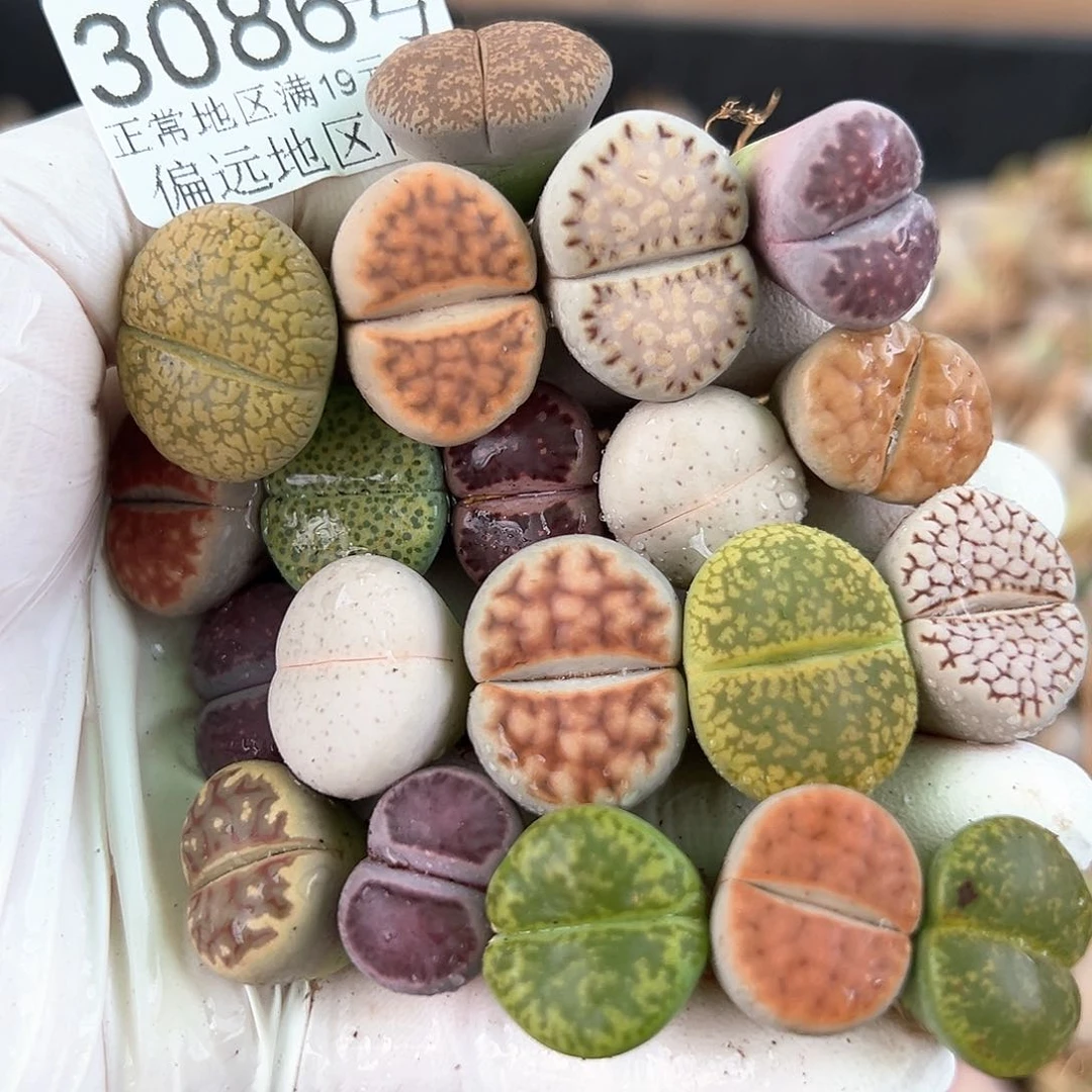 3086 好养易活生石花大母本20个