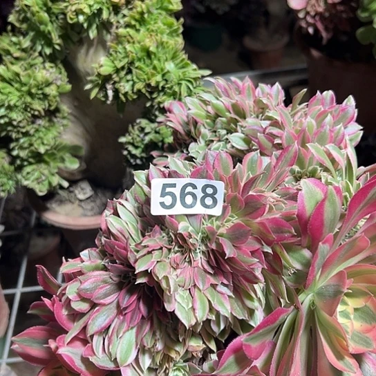 冰***多肉植物一个女郎568