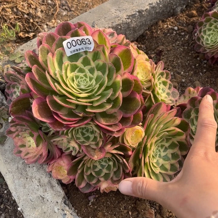 00063玉资多肉植物