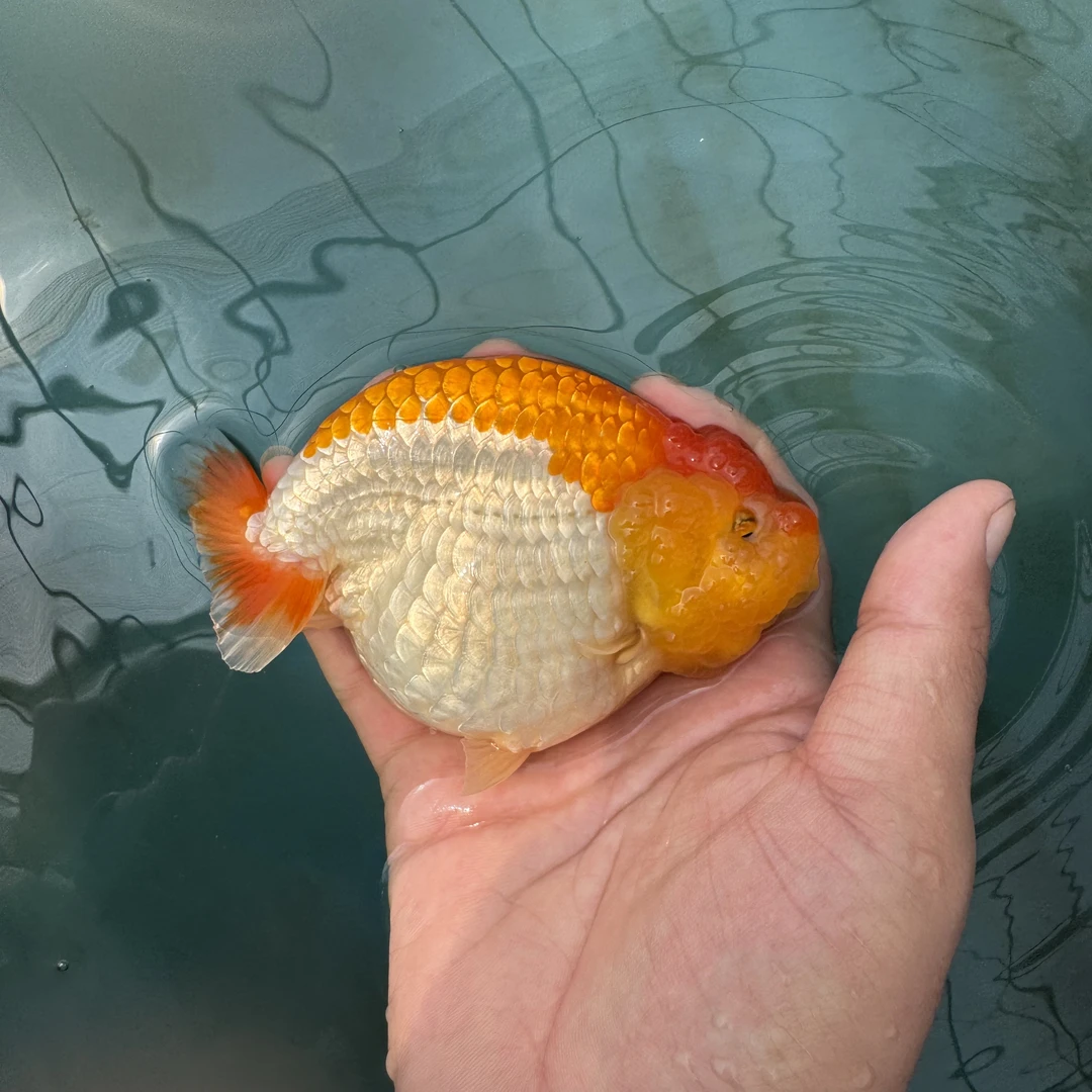 泰狮兰寿直播间 运费专拍