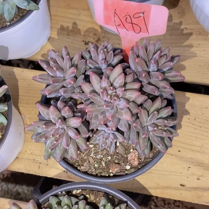 黄***粒你要吃就去拿上一