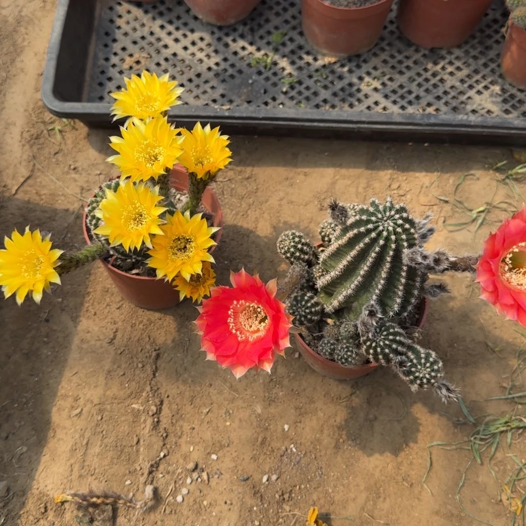 299彩草脱土发货掰花软斑掉侧牙无售后