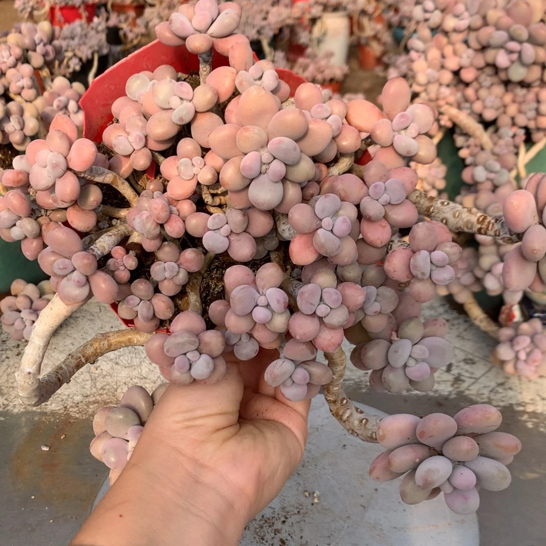 桃蛋老桩不带盆30号