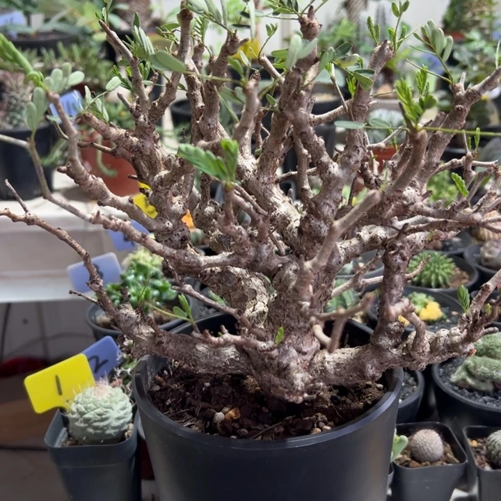 李***住念珠苏木带盆111111