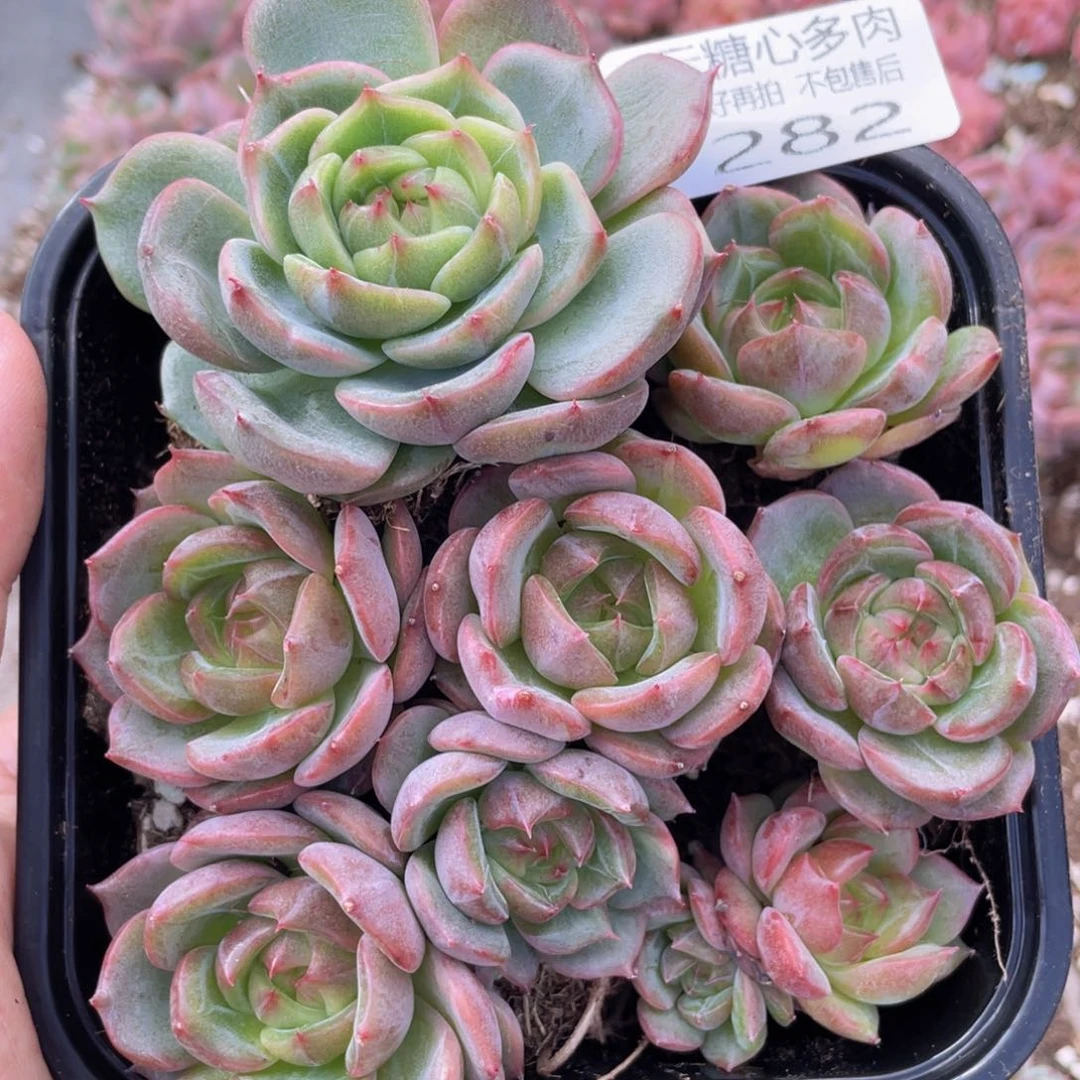 云糖心多肉植物282