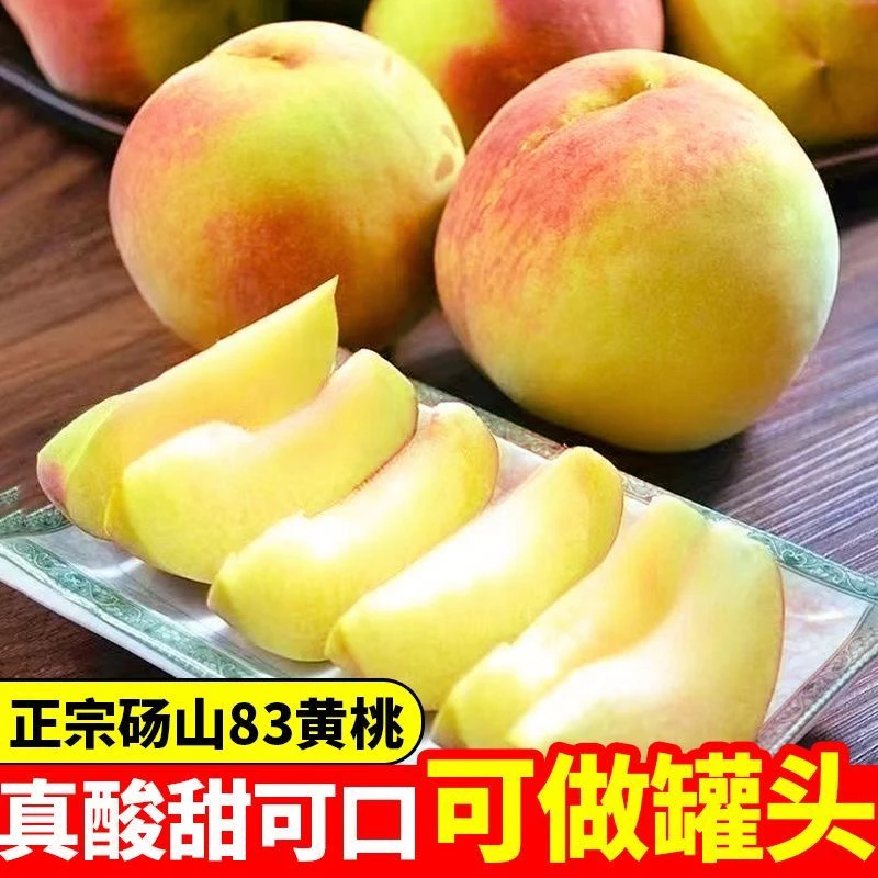 【顺丰包邮】正宗砀山83黄桃酸甜可口罐头专用桃酸酸甜甜