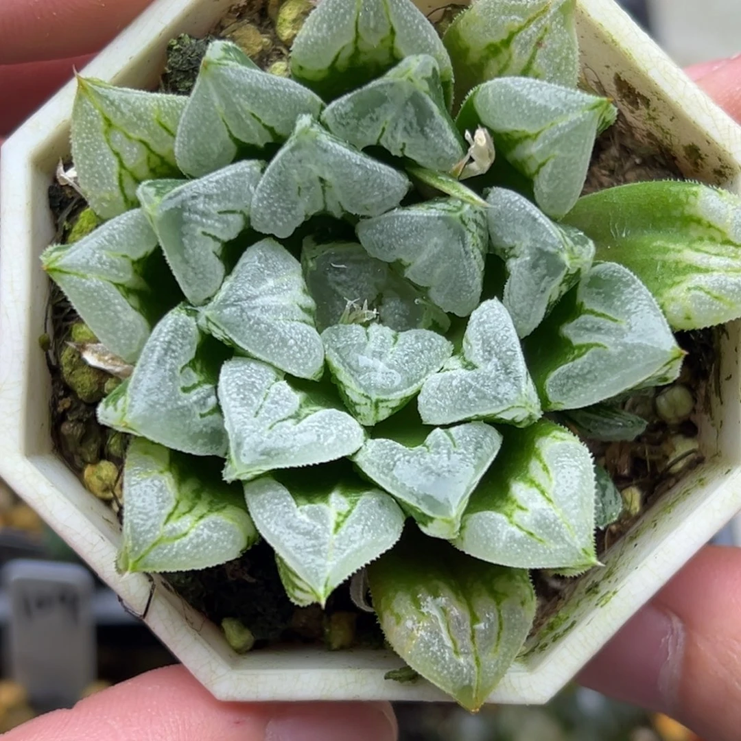 111短肥叶爱心寿一物一拍