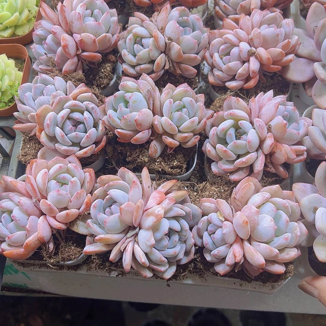 双头韩橙19包邮多肉