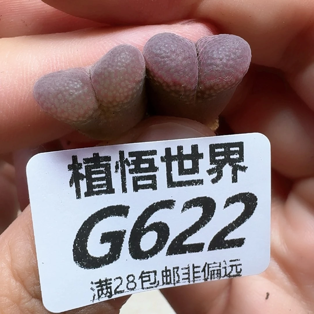 多肉植物的润泽额ch