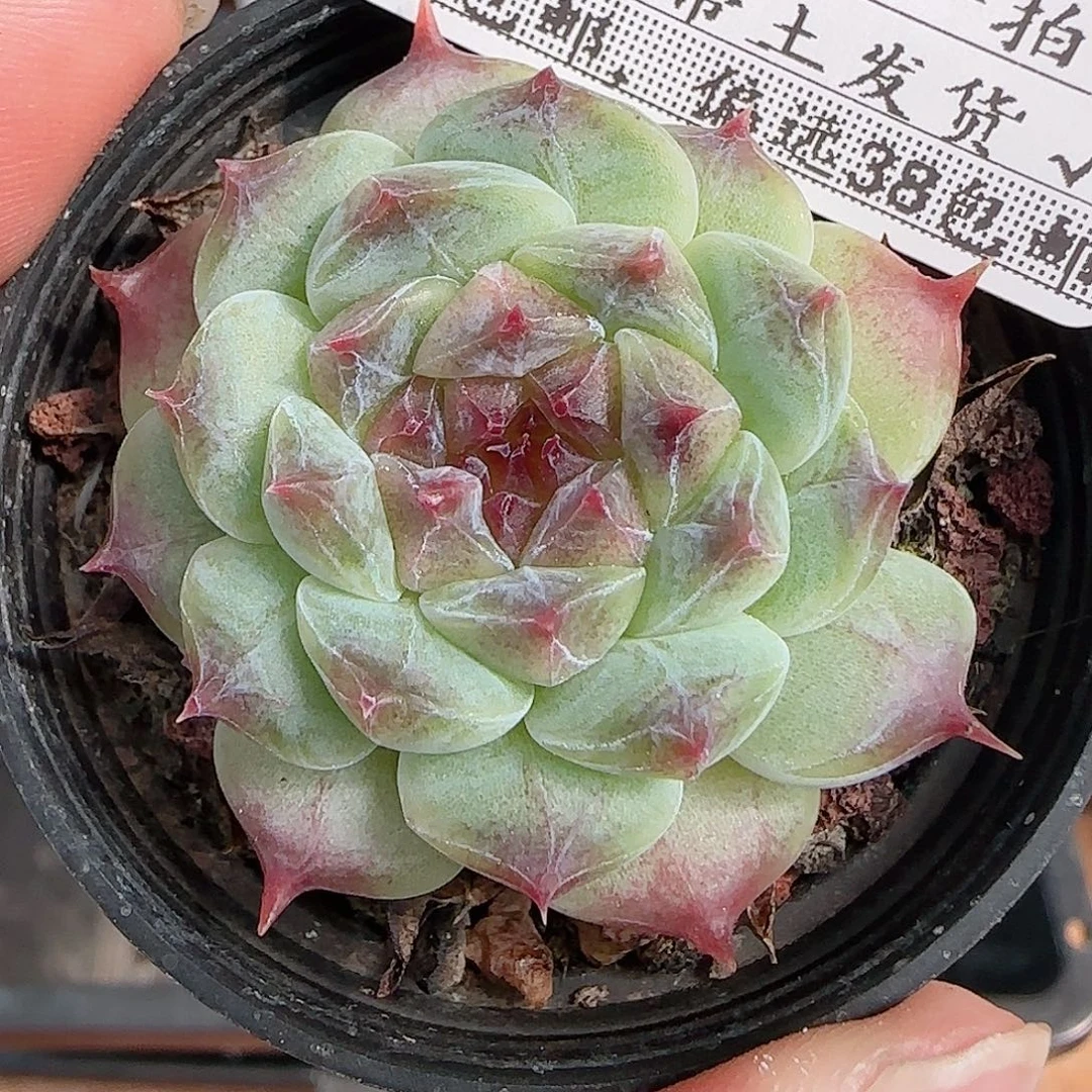 1107----344秘境冰魄