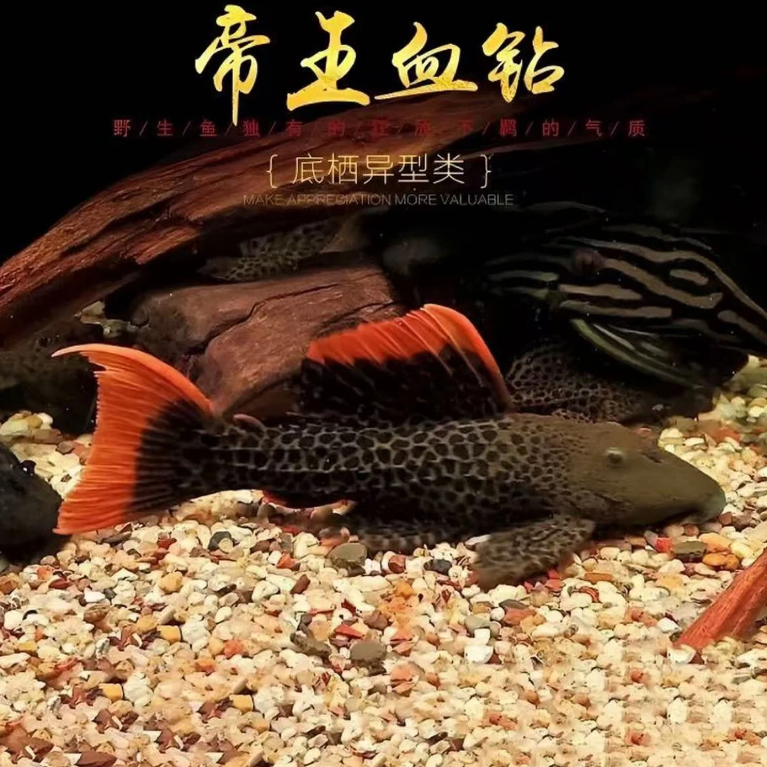 帝王血钻L600！异型鱼南美稀有坦克类观赏鱼·无开箱不售后❗️