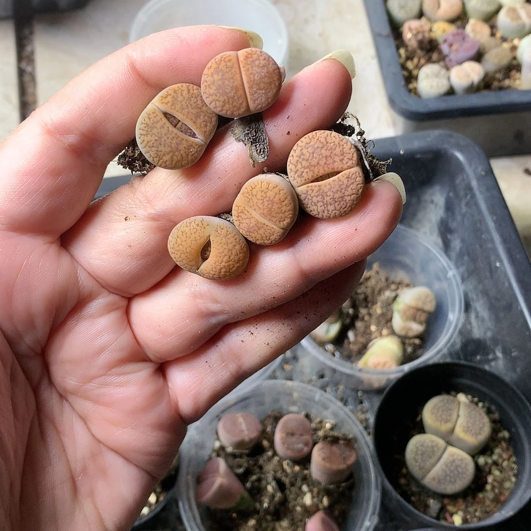 E128多肉植物保护研究所