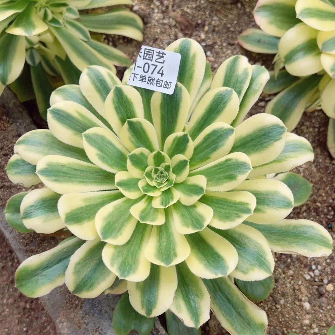 辛尼亚多肉植物手捧074
