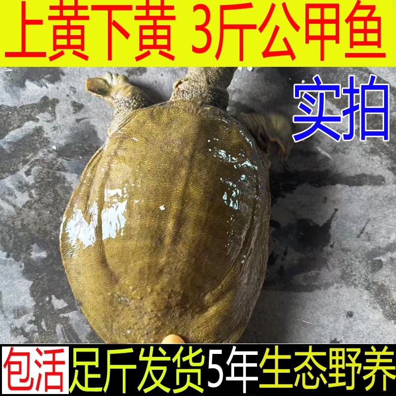 【包活送到 死了包赔】3斤1只青黄色 鲜活公大甲鱼外塘生态王八批发