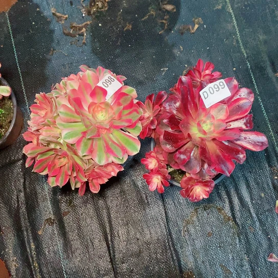 严***华组合098099多肉111111