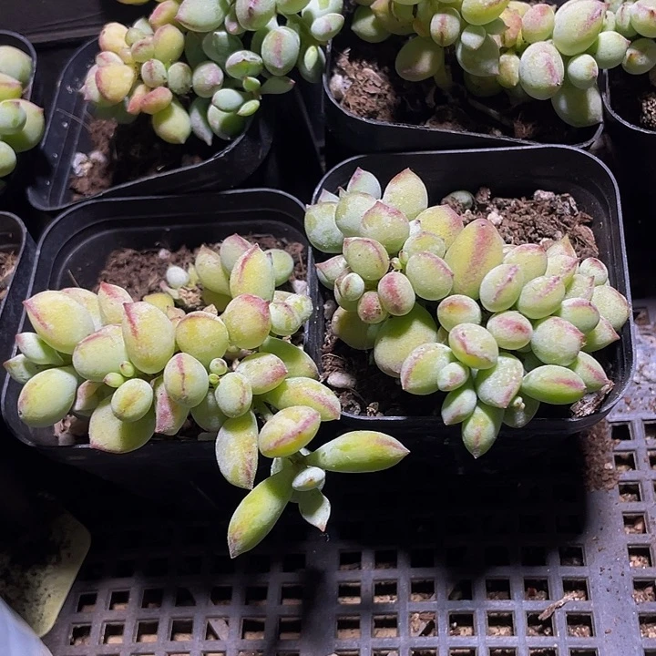 6.5方打磨带盆土发