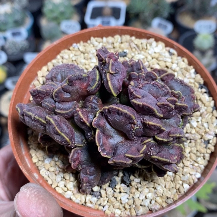 高莎缀化2号7.5cm