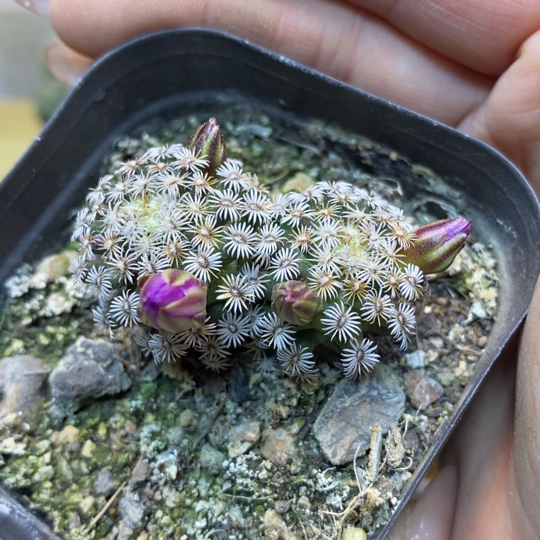 39号 实生 双头克氏丸整体4公分带盆土