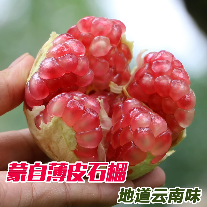 云南蒙自石榴老品种绿籽薄皮石榴硬籽3斤5斤9斤大果特大果王顺丰