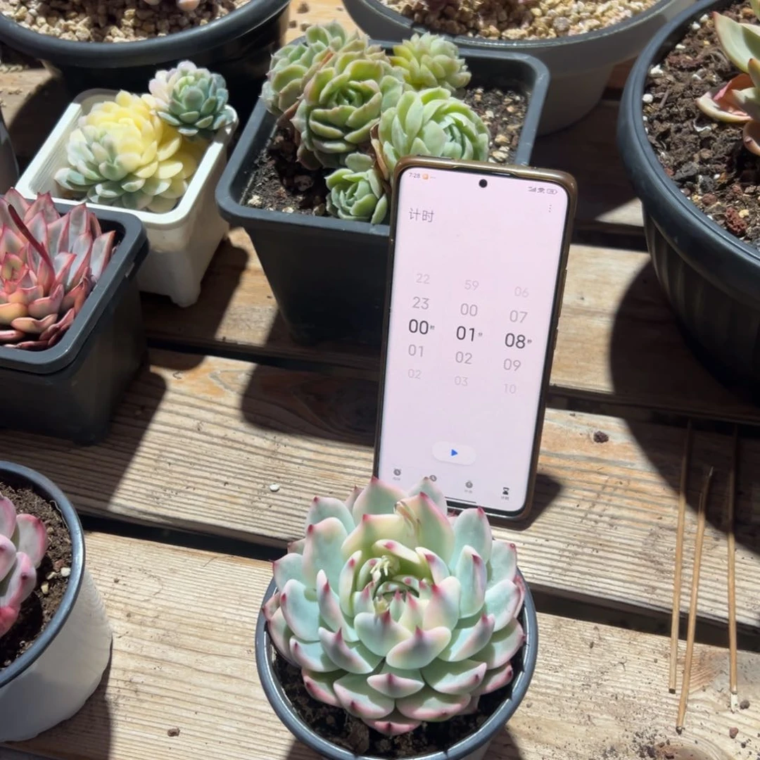 妮****记淘多肉吉娃娃锦一个