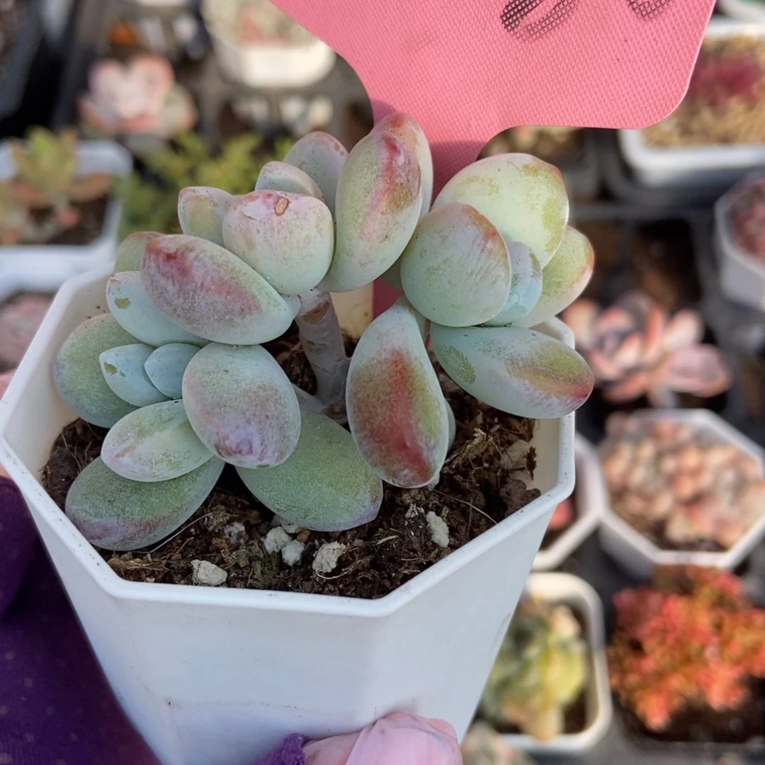 2080雪美人多肉植物