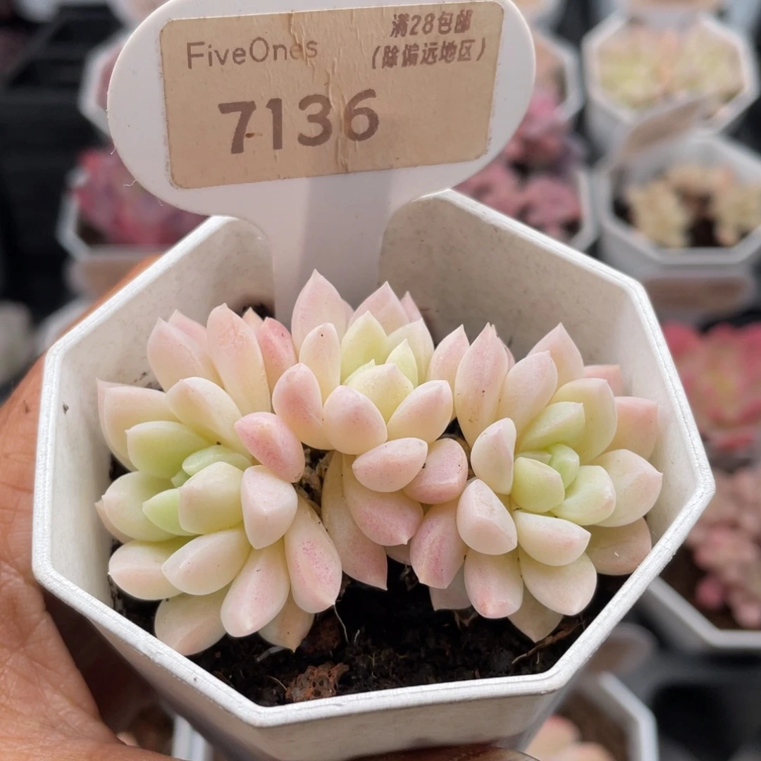 白雪7136-6.0厘米