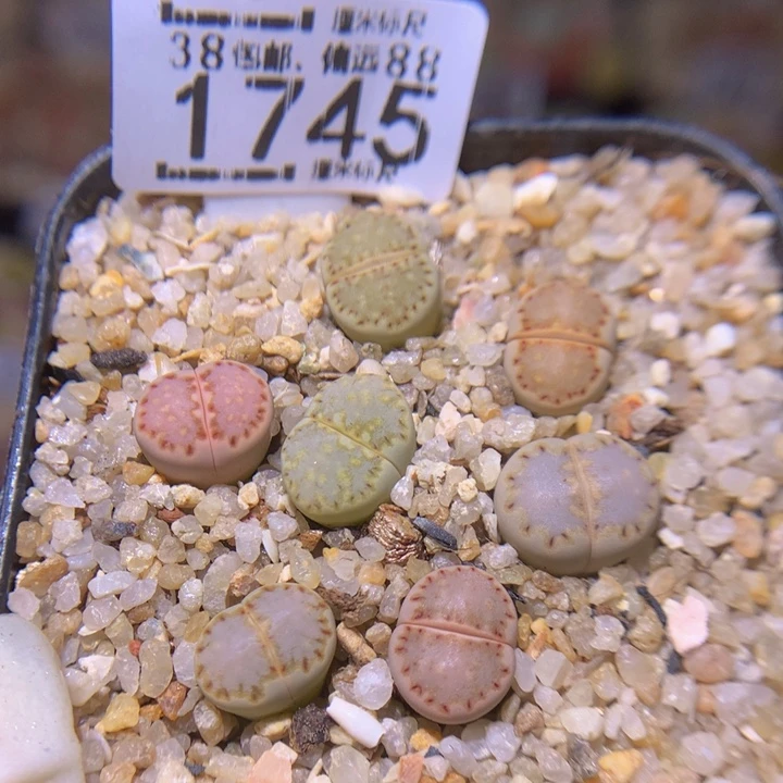 Sss精品生石花1745