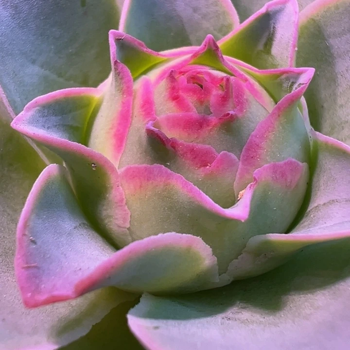 绝色一号 t016.    多肉