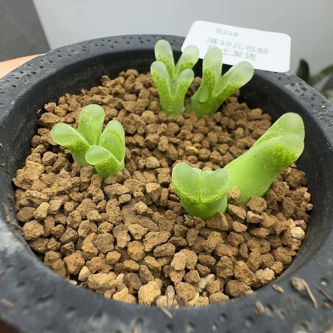 248多肉哈哈哈哈哈哈哈哈