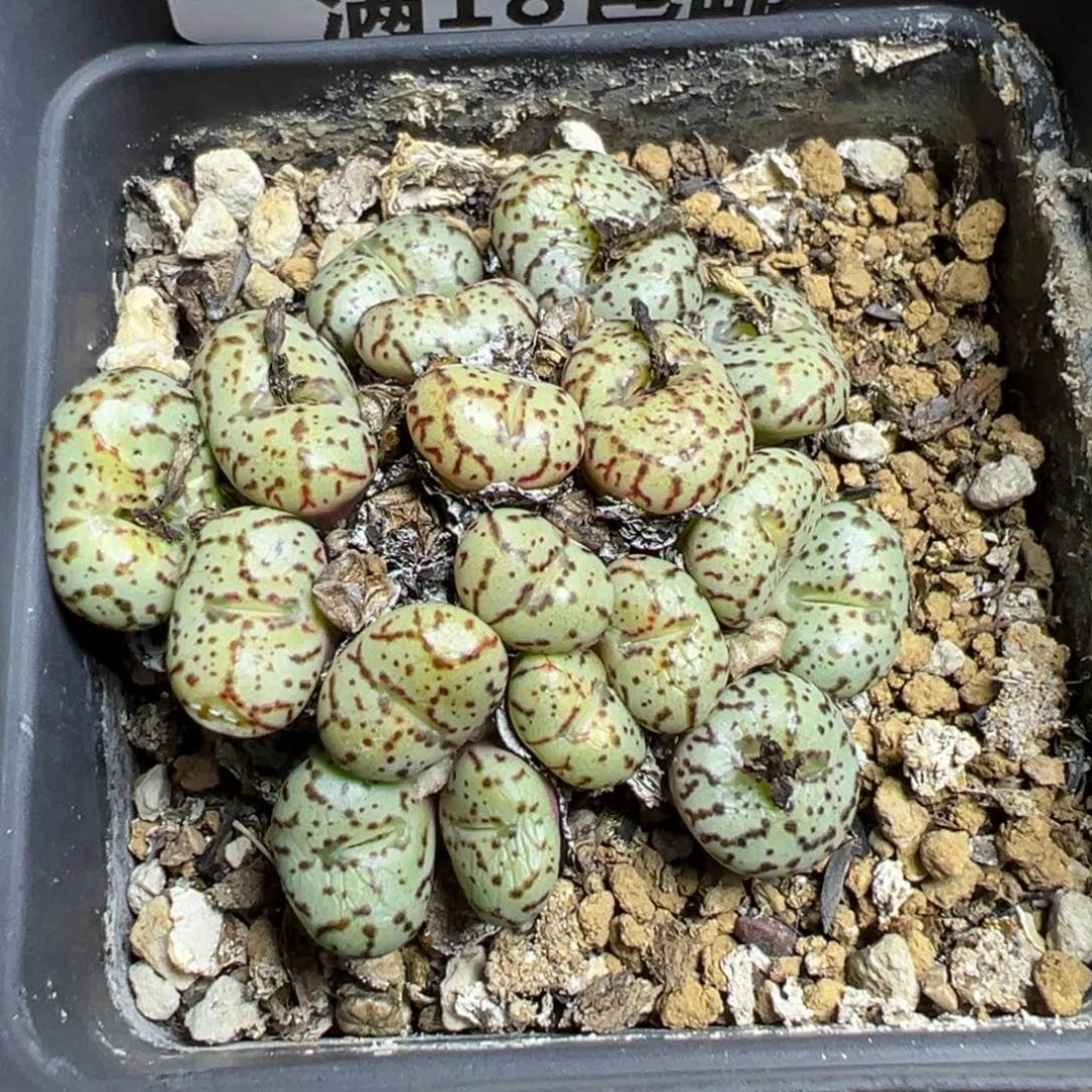 【闪购商品】 153。