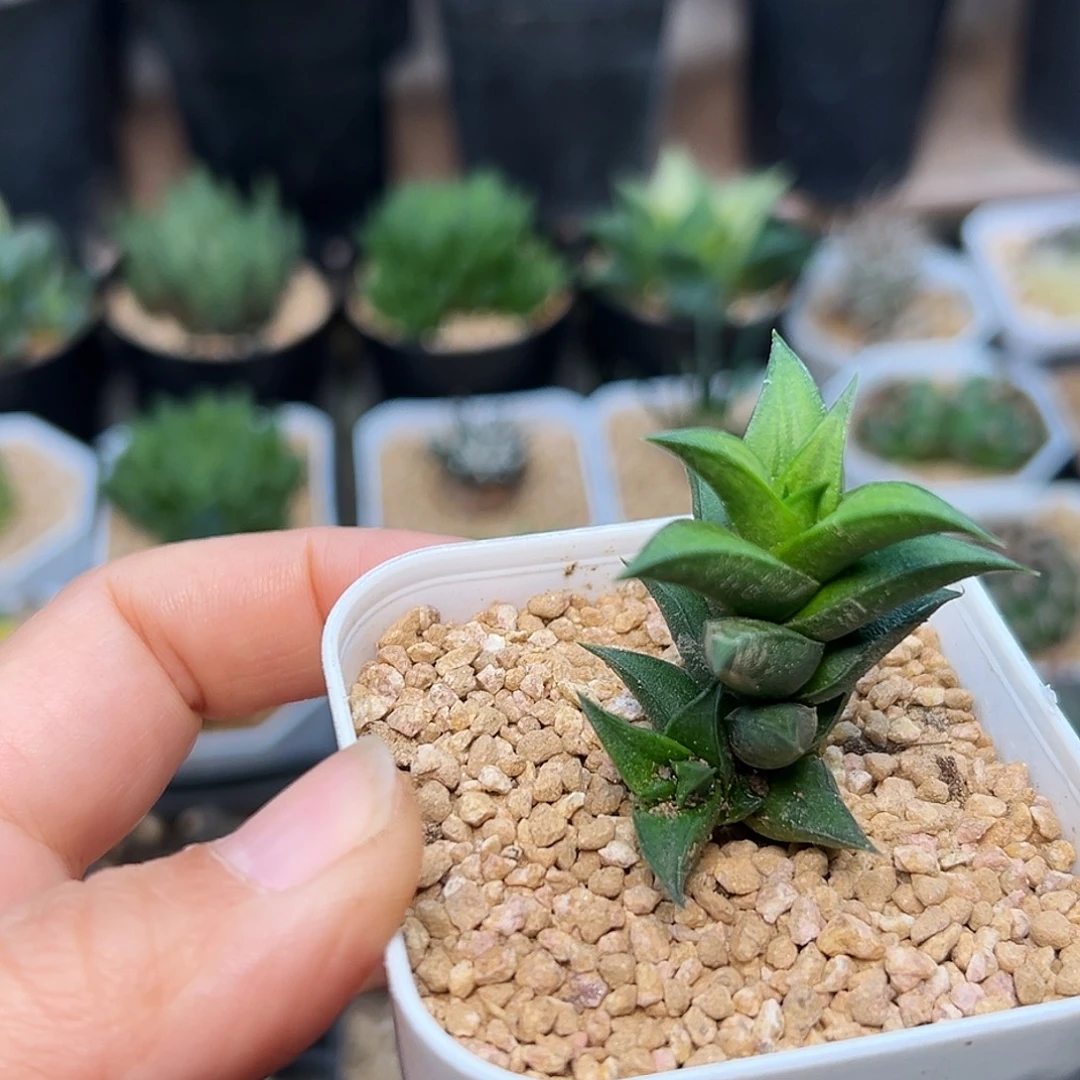 松塔掌属硬叶十二卷